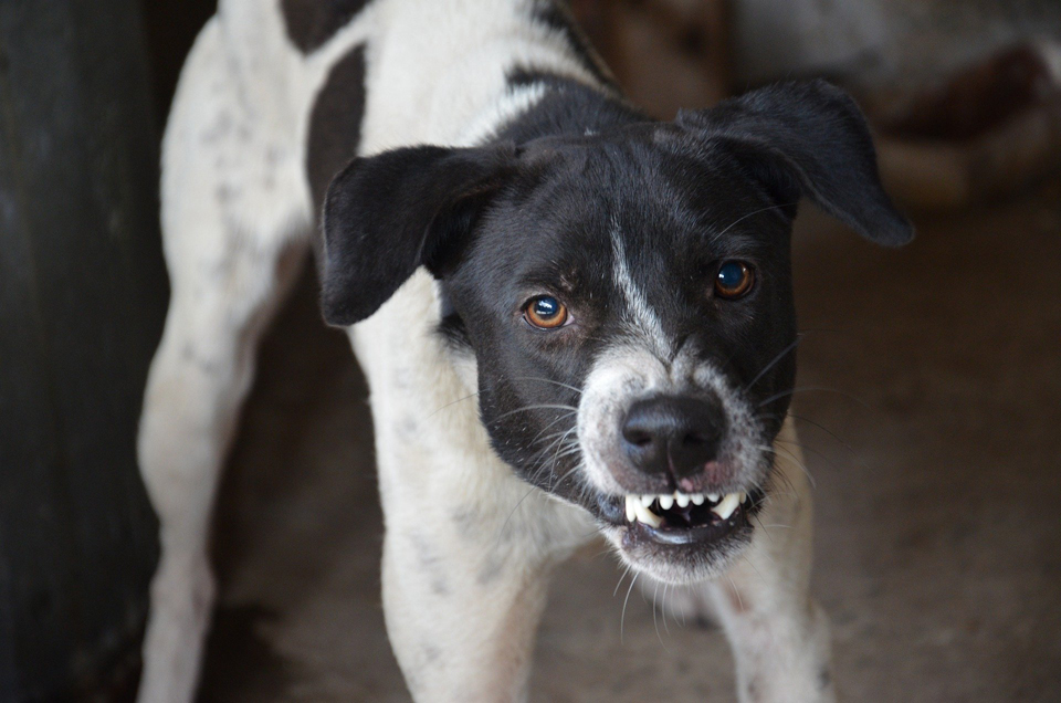 hundetraining fehlverhalten hunde