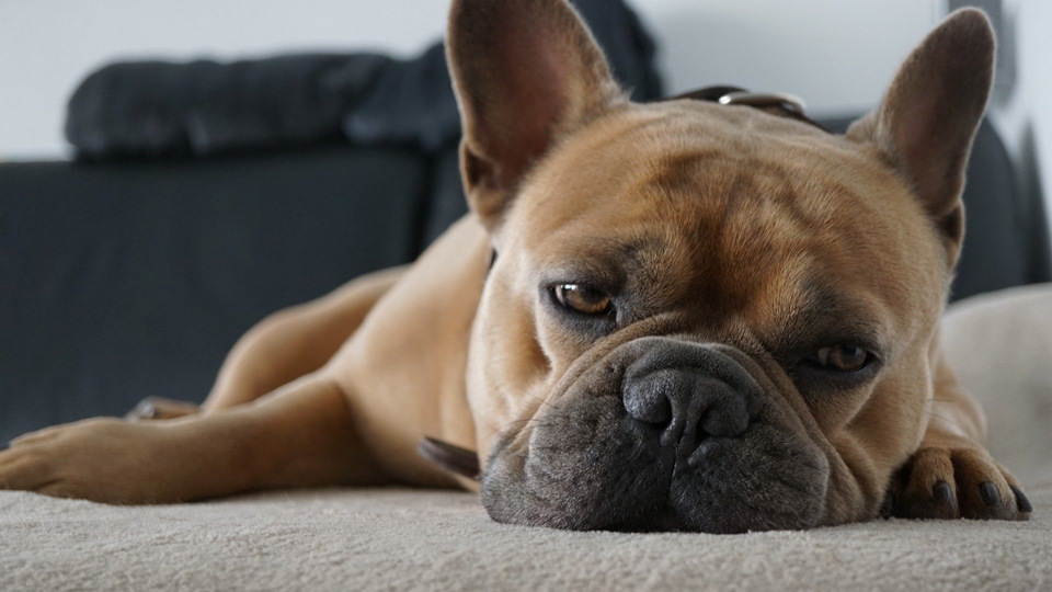 Ausbildung Hund ohne Hundebesitzer Hundehalter